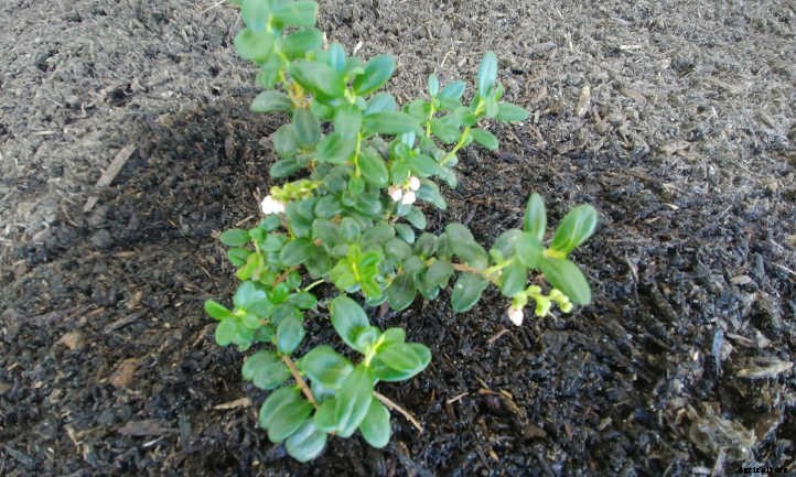 Lingonberry Plants: The Ultimate Guide To Tasty Fruit