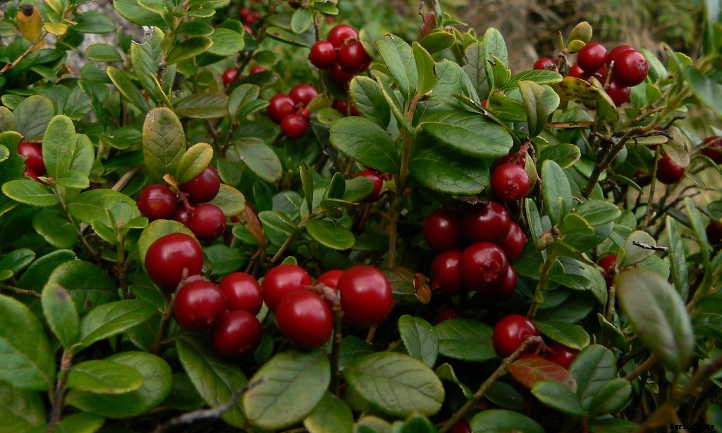 Lingonberry Plants: The Ultimate Guide To Tasty Fruit
