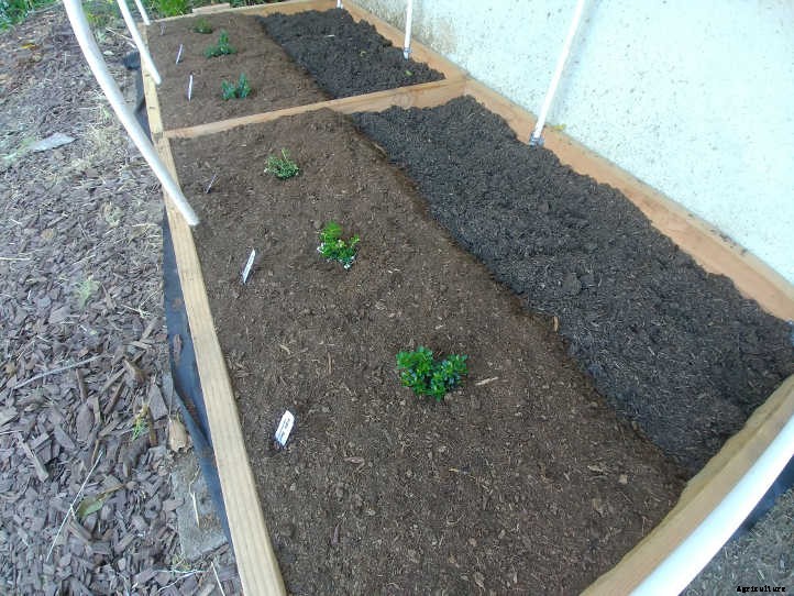 Lingonberry Plants: The Ultimate Guide To Tasty Fruit