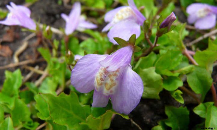 Mazus Reptans: A Lawn Replacement For Beginners