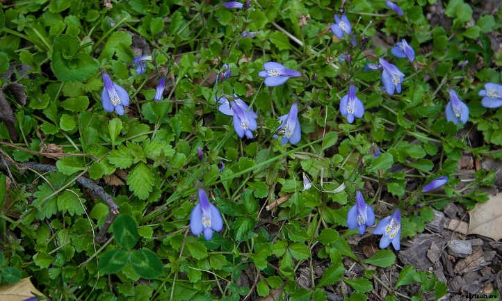Mazus Reptans: A Lawn Replacement For Beginners