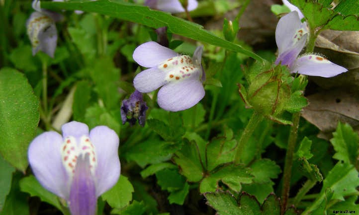 Mazus Reptans: A Lawn Replacement For Beginners