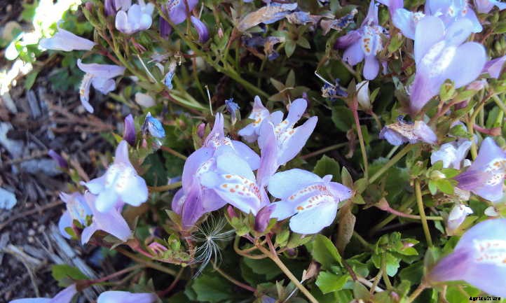 Mazus Reptans: A Lawn Replacement For Beginners