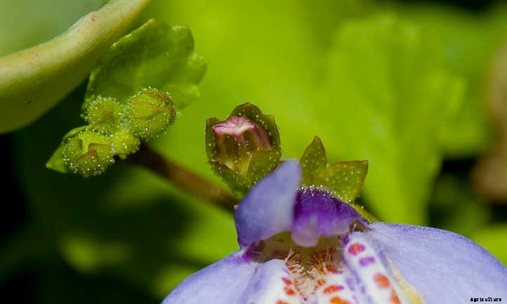 Mazus Reptans: A Lawn Replacement For Beginners