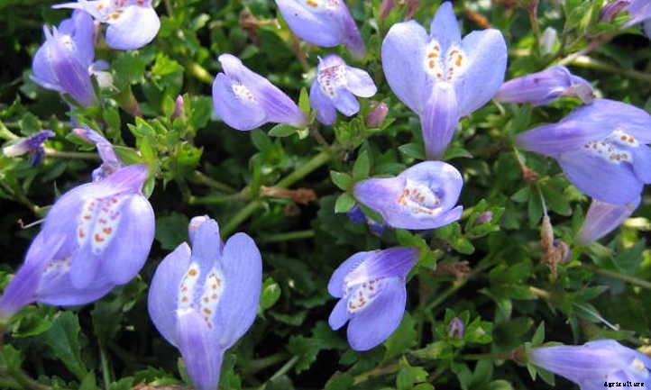 Mazus Reptans: A Lawn Replacement For Beginners