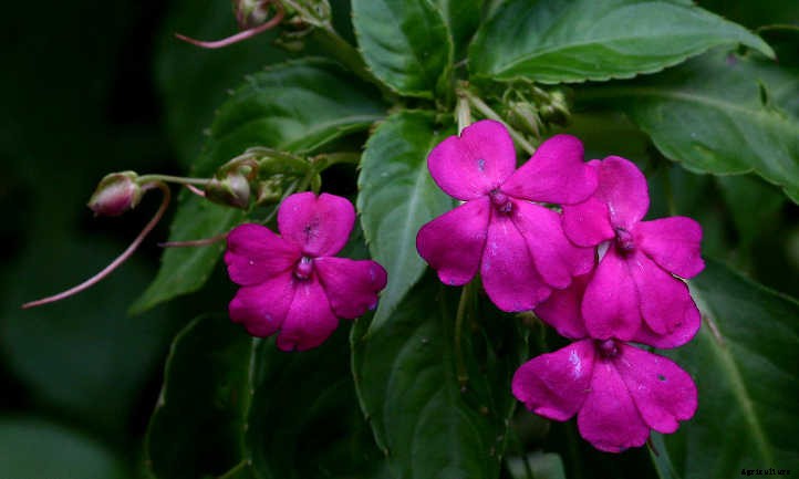 Impatiens Walleriana: A “Patience Plant” That Isn’t
