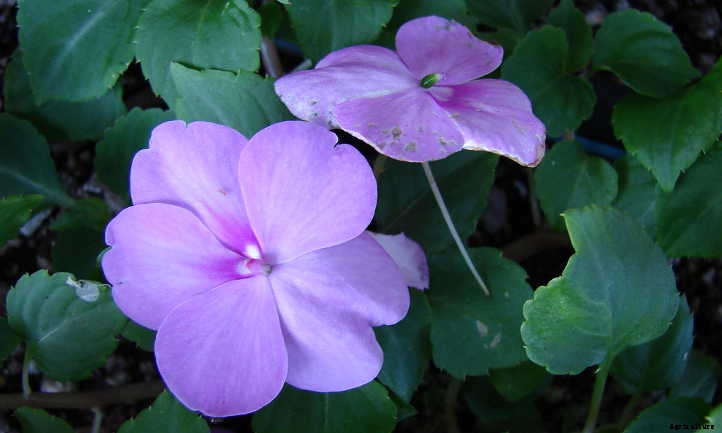 Impatiens Walleriana: A “Patience Plant” That Isn’t