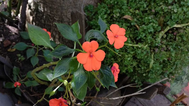 Impatiens Walleriana: A “Patience Plant” That Isn’t