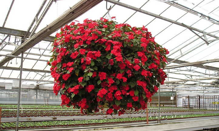 Impatiens Walleriana: A “Patience Plant” That Isn’t