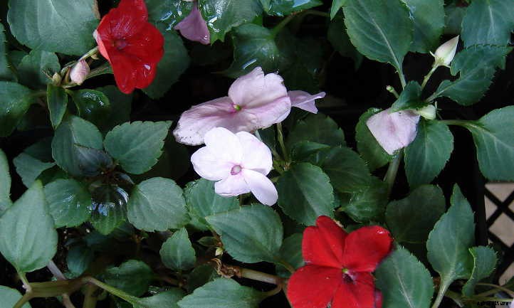 Impatiens Walleriana: A “Patience Plant” That Isn’t