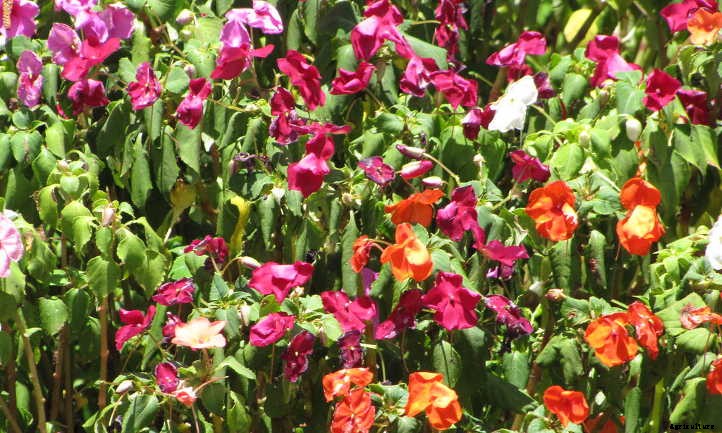 Impatiens Walleriana: A “Patience Plant” That Isn’t