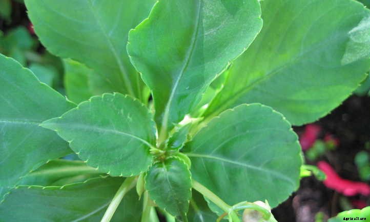 Impatiens Walleriana: A “Patience Plant” That Isn’t