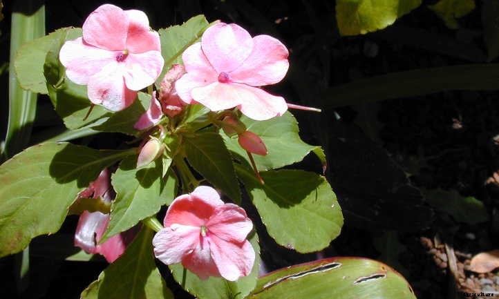 Impatiens Walleriana: A “Patience Plant” That Isn’t