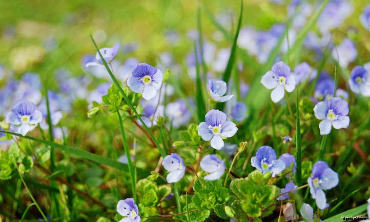 Creeping Speedwell: Fancy Flowers And Dense Cover