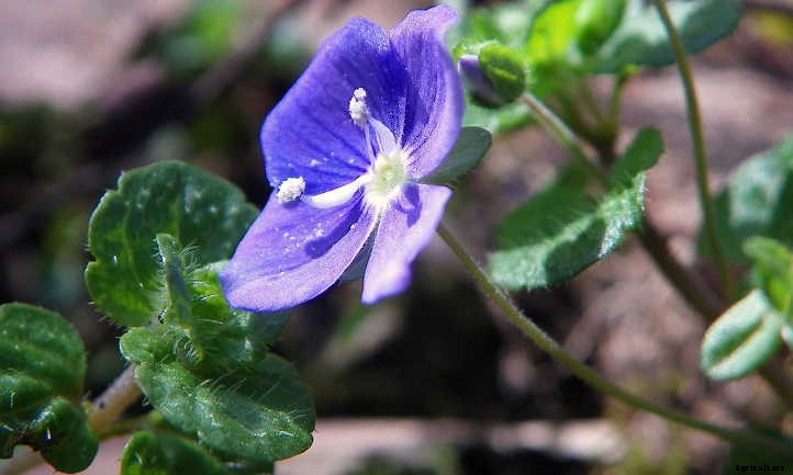 Creeping Speedwell: Fancy Flowers And Dense Cover