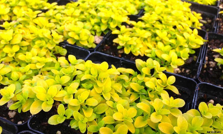Creeping Speedwell: Fancy Flowers And Dense Cover