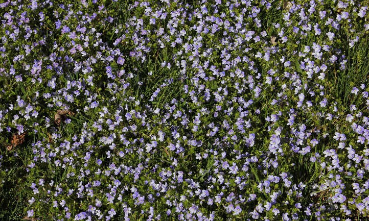 Creeping Speedwell: Fancy Flowers And Dense Cover