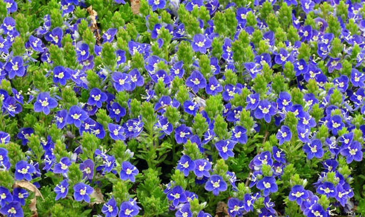 Creeping Speedwell: Fancy Flowers And Dense Cover