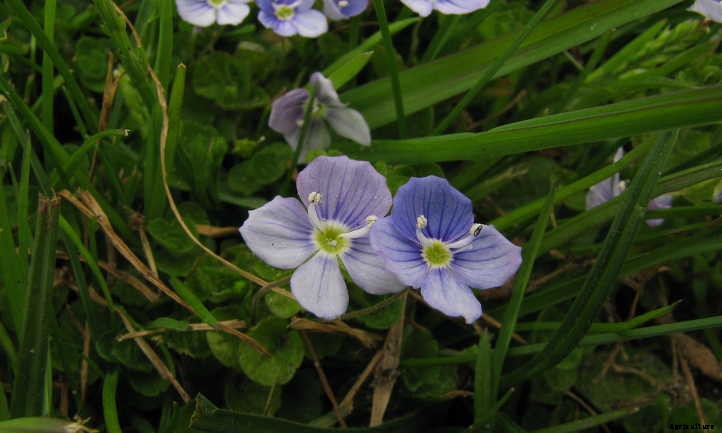 Creeping Speedwell: Fancy Flowers And Dense Cover