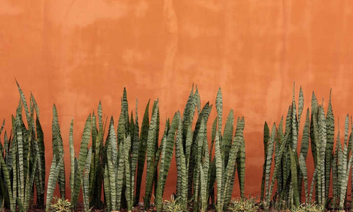 Repotting Snake Plant: How To Do It The Right Way