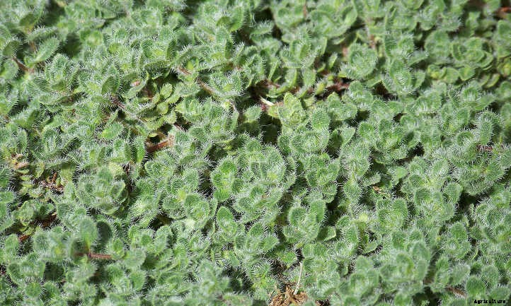 Wooly Thyme: From Stepping Stones To Ground Covers