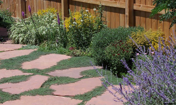 Wooly Thyme: From Stepping Stones To Ground Covers