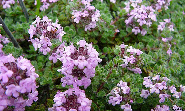 Wooly Thyme: From Stepping Stones To Ground Covers