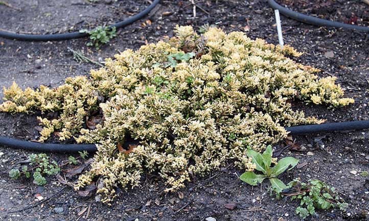Creeping Juniper Ground Cover Care Guide