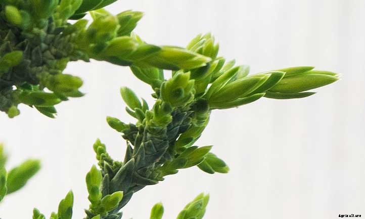 Creeping Juniper Ground Cover Care Guide