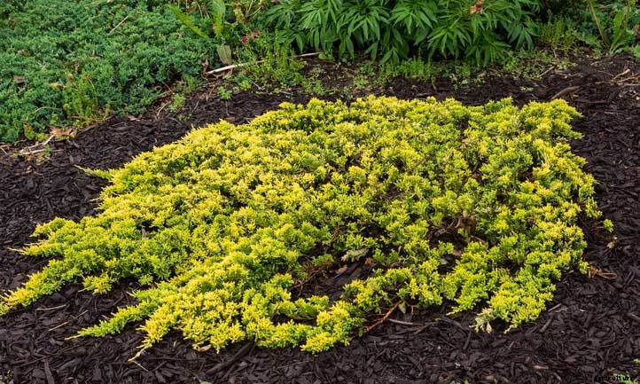Creeping Juniper Ground Cover Care Guide