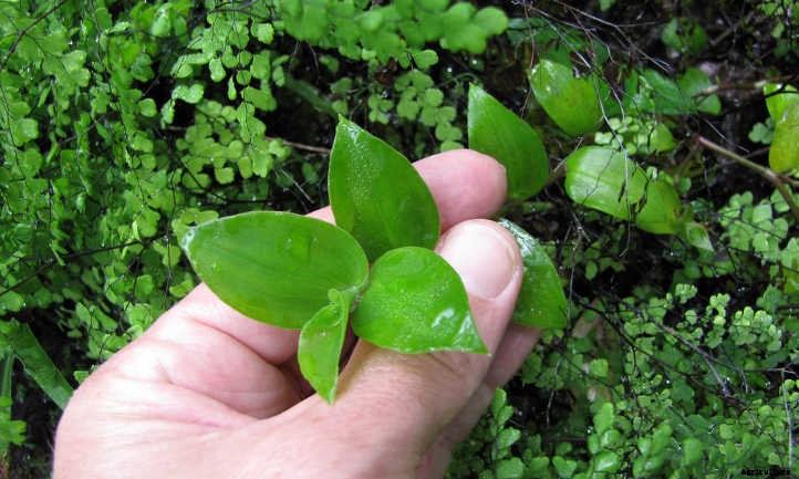 Tradescantia Fluminensis: The Wandering Gypsy Plant
