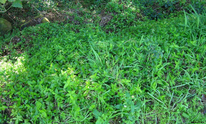 Tradescantia Fluminensis: The Wandering Gypsy Plant