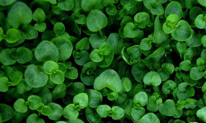 Corsican Mint: Grow and Care for Mentha requienii