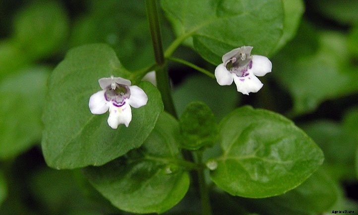 Corsican Mint: Grow and Care for Mentha requienii