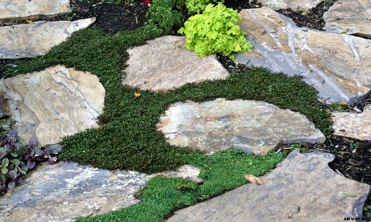 Corsican Mint: Grow and Care for Mentha requienii