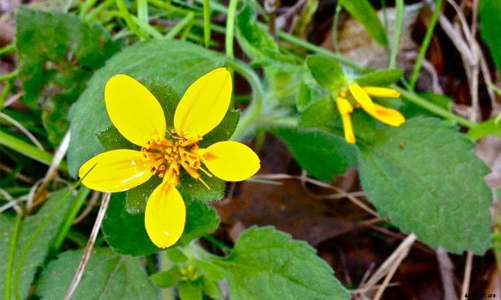 Chrysogonum virginianum: Grow Green and Gold