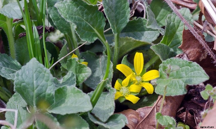 Chrysogonum virginianum: Grow Green and Gold