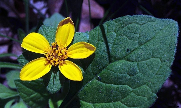 Chrysogonum virginianum: Grow Green and Gold