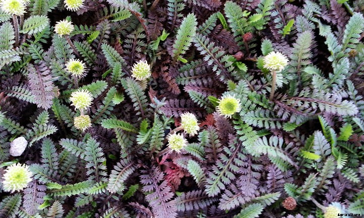 Miniature Brass Buttons Plant: Planting Leptinella Tips