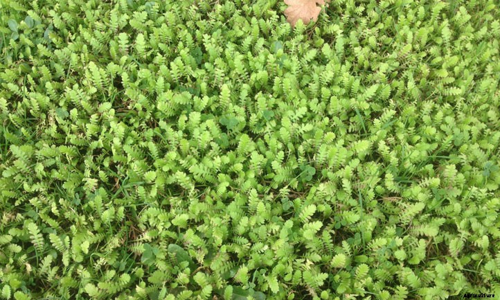 Miniature Brass Buttons Plant: Planting Leptinella Tips