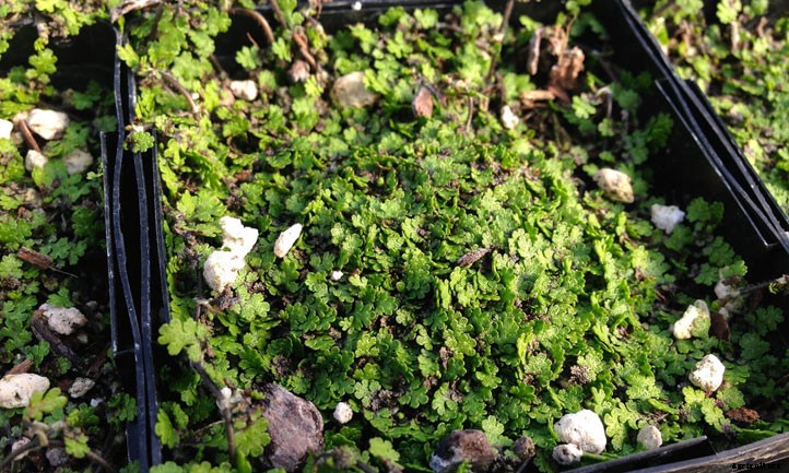 Miniature Brass Buttons Plant: Planting Leptinella Tips