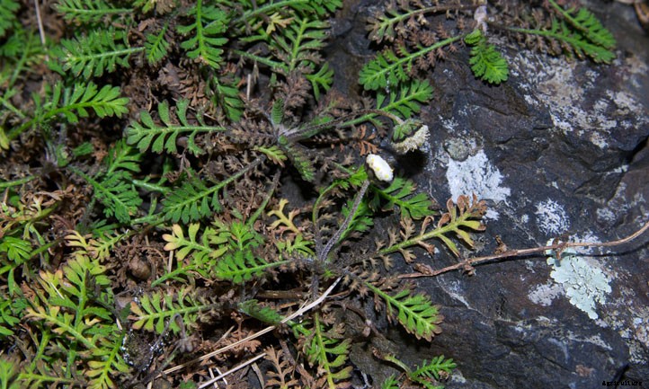 Miniature Brass Buttons Plant: Planting Leptinella Tips