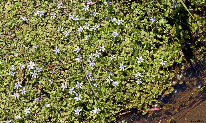 Blue Star Creeper Care: A Great Ground Cover