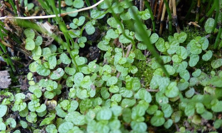 Baby Tears Plant: Caring for Soleirolia Soleirolii