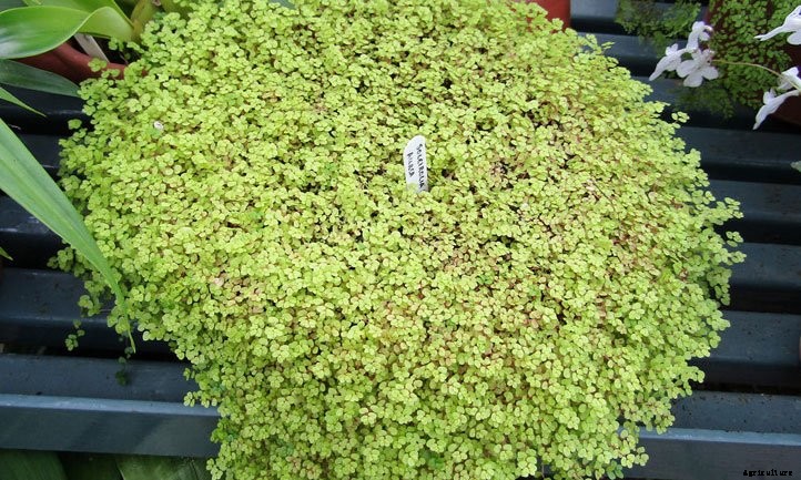 Baby Tears Plant: Caring for Soleirolia Soleirolii