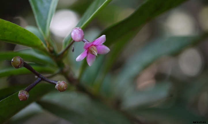Ardisia: Caring For Christmas Berry Plants