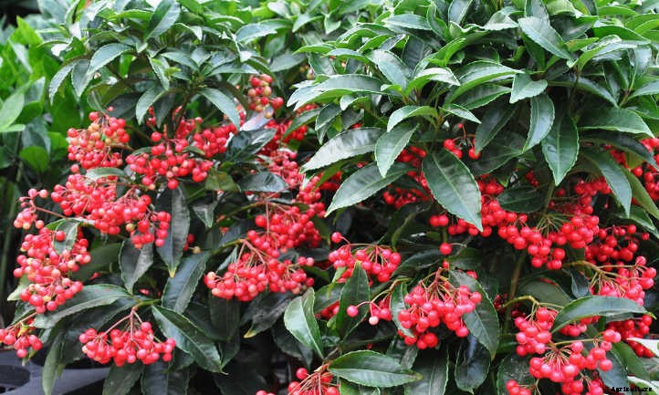 Ardisia: Caring For Christmas Berry Plants
