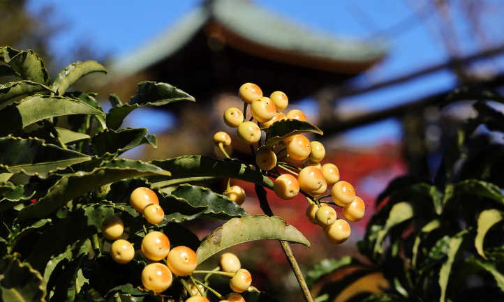 Ardisia: Caring For Christmas Berry Plants
