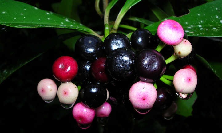 Ardisia: Caring For Christmas Berry Plants