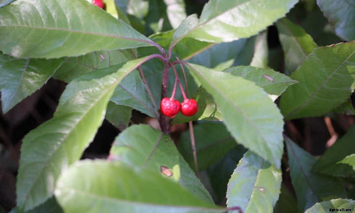 Ardisia: Caring For Christmas Berry Plants